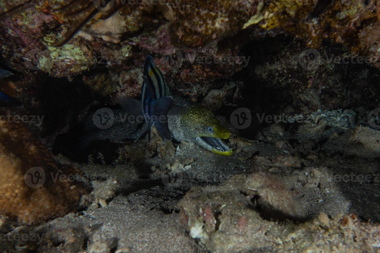 moray ål mooray lycodontis undulatus i Röda havet, eilat israel foto