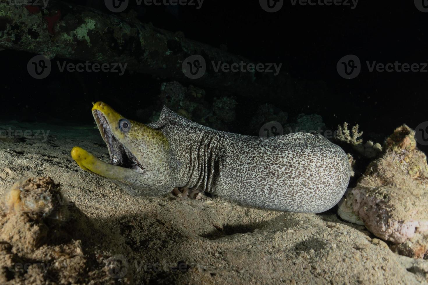 moray ål mooray lycodontis undulatus i Röda havet, eilat israel foto
