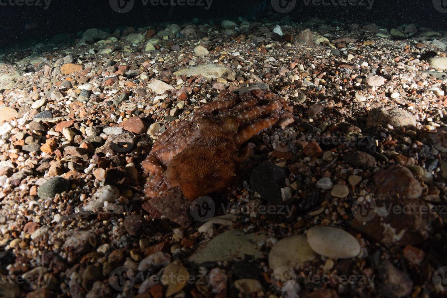 bläckfisk kung av kamouflage i Röda havet, eilat israel foto