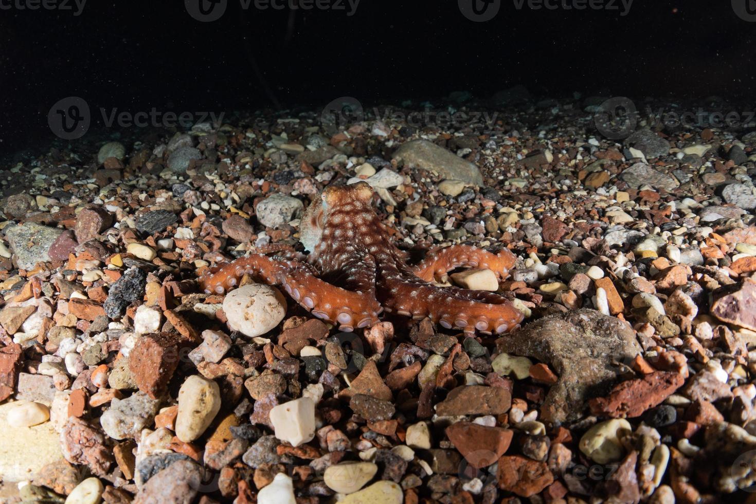 bläckfisk kung av kamouflage i Röda havet, eilat israel foto