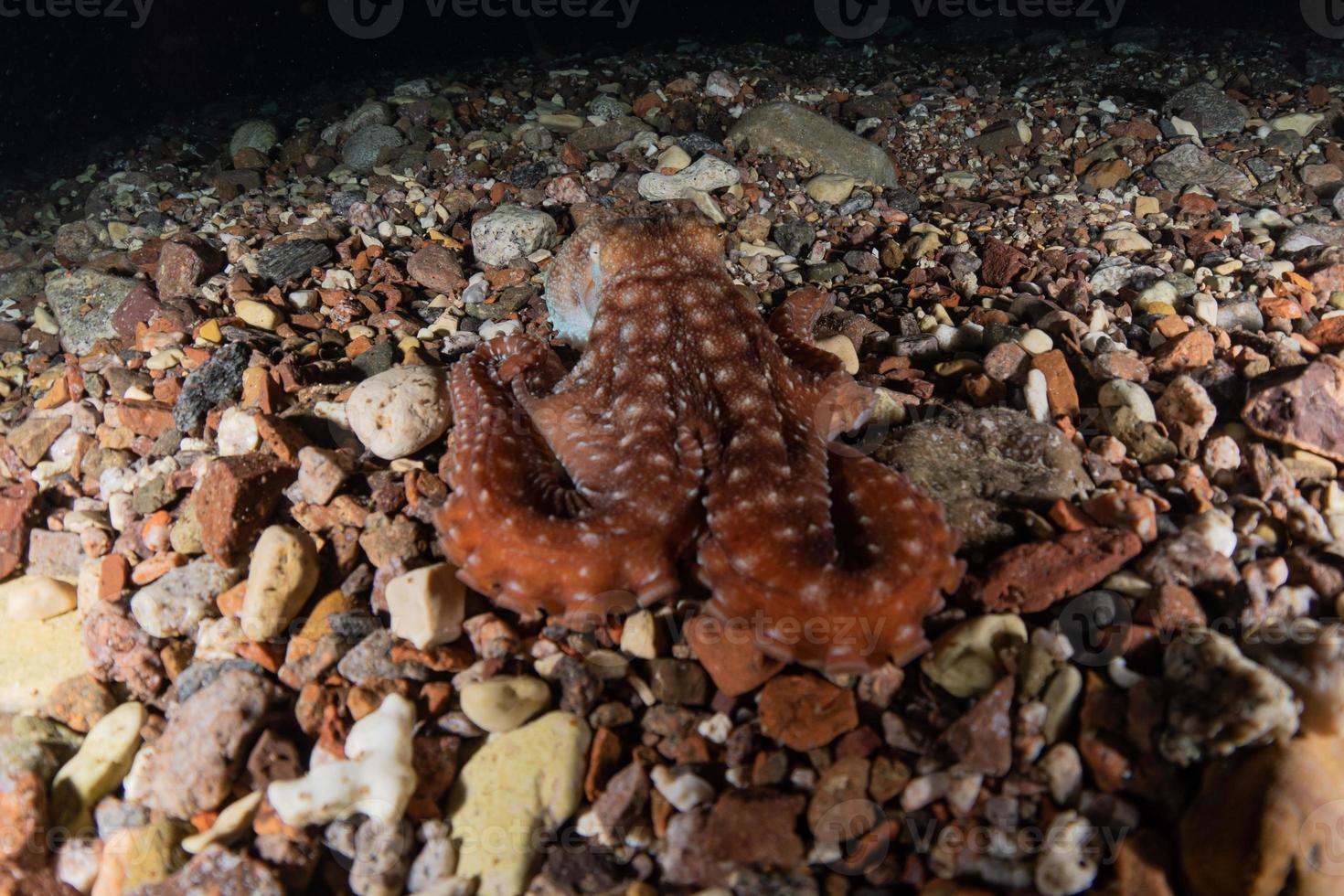 bläckfisk kung av kamouflage i Röda havet, eilat israel foto