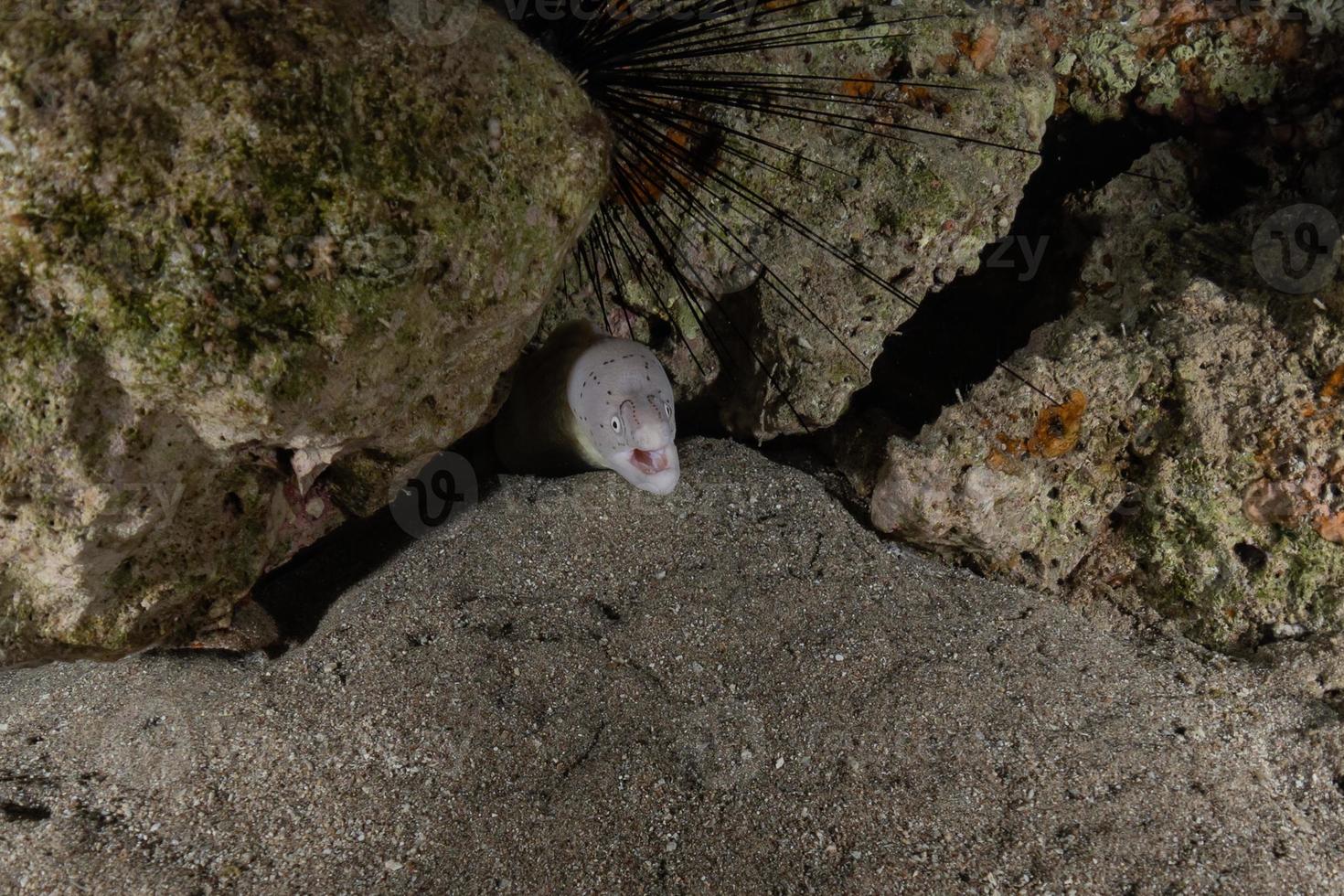 moray ål mooray lycodontis undulatus i Röda havet, eilat israel foto