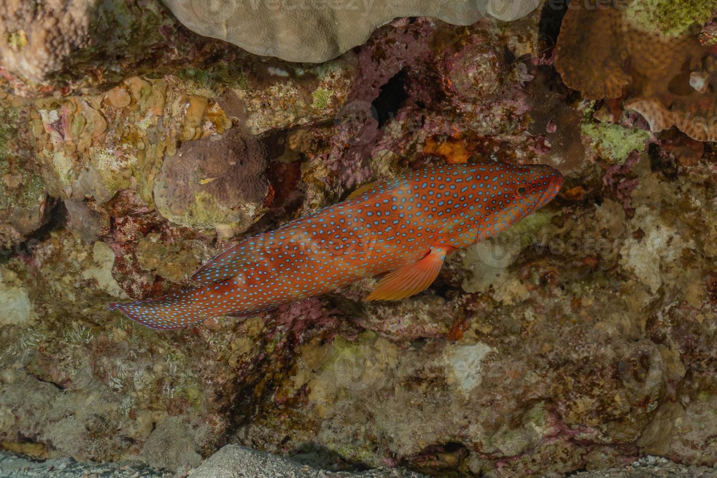 fiskar simmar i Röda havet, färgglada fiskar, Eilat Israel foto