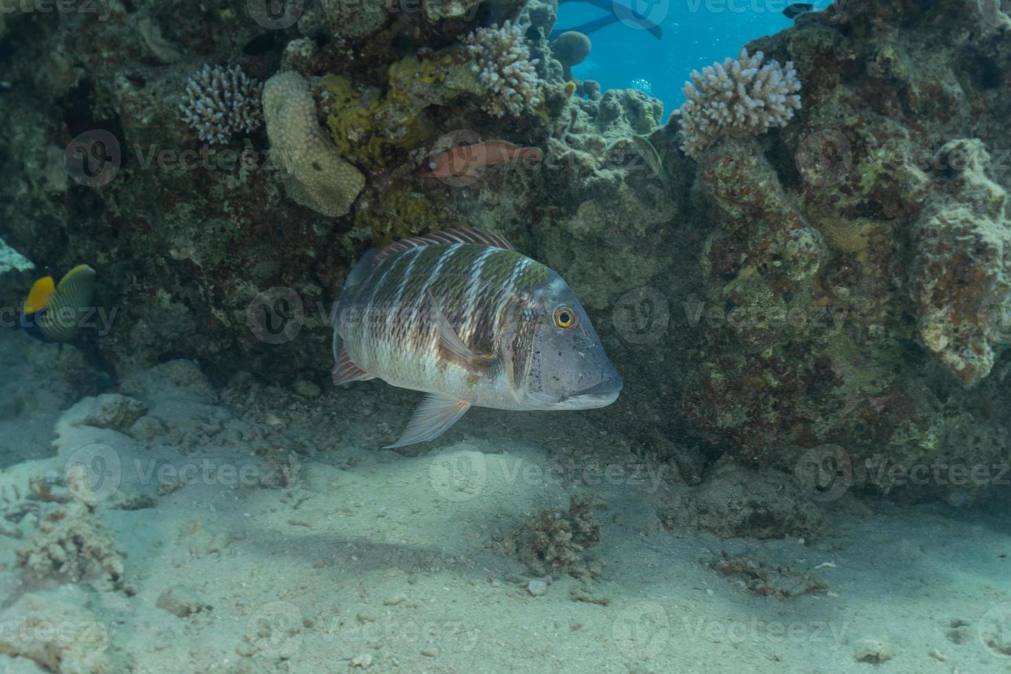 fiskar simmar i Röda havet, färgglada fiskar, Eilat Israel foto