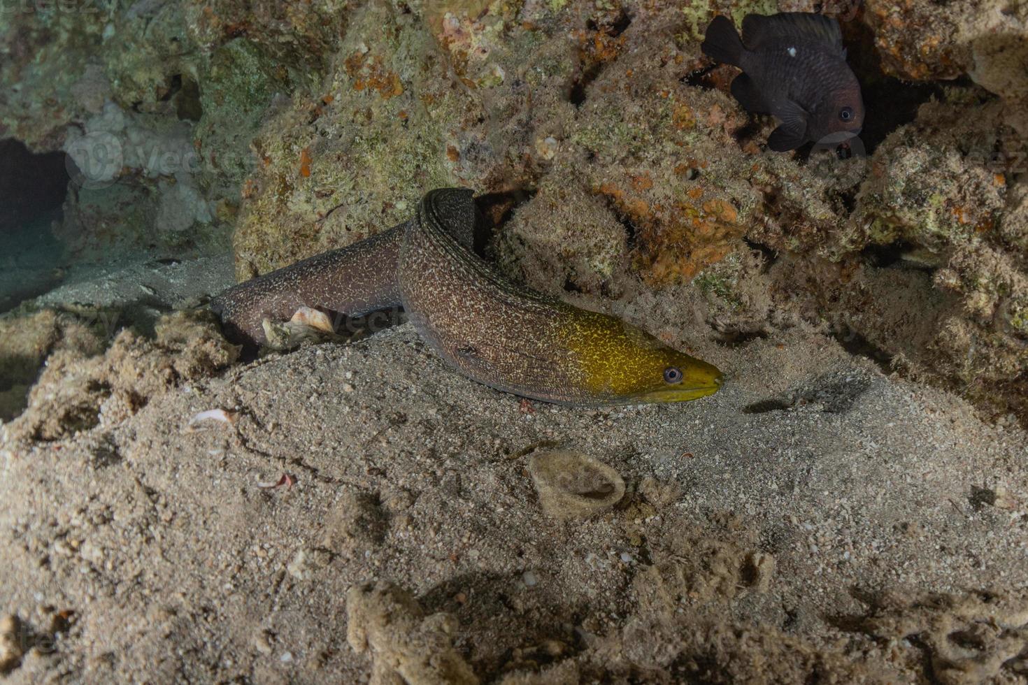 moray ål mooray lycodontis undulatus i Röda havet, eilat israel foto