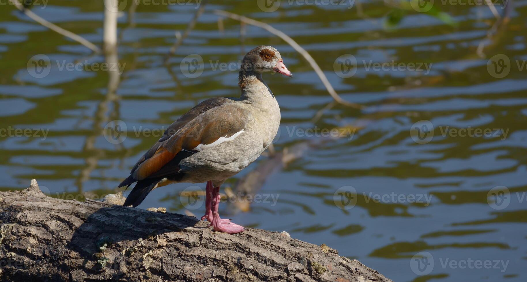 nile gås resp.alopochen aegyptiaca i lägre Rhen region, Tyskland foto