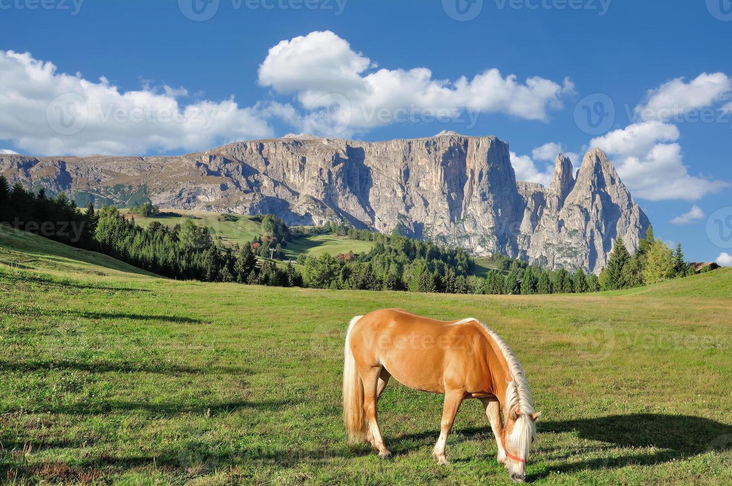 beslagtagare alm resp.alpe di siusi med känd montera schlern resp.sciliar i bakgrund, söder Tyrolen, Trentino, Italien foto