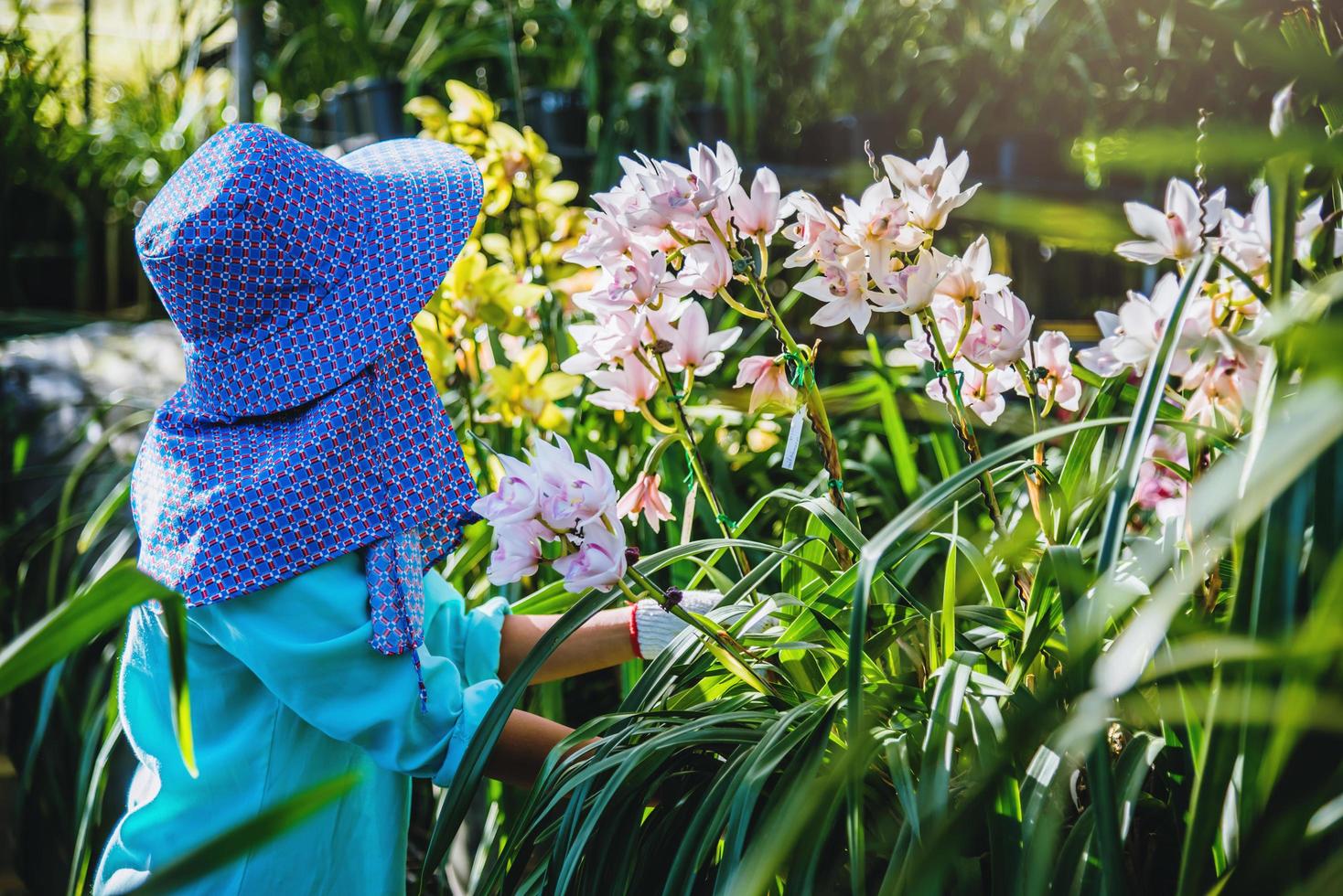 arbetare trädgårdsmästare tar hand om orkidéblomman i trädgården. odling av orkidéplantage. cymbidium orkidé foto