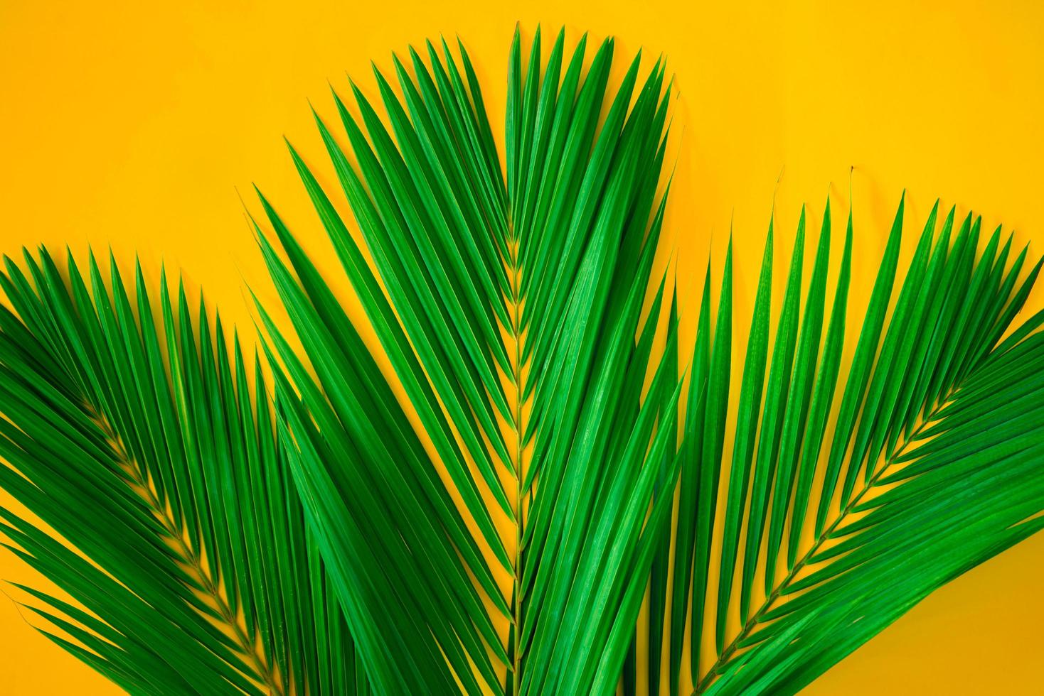 gröna tropiska palmblad på ljusgul bakgrund. kreativa natur layout gjort löv. konceptkonst. sommar koncept, tropiska palmblad bakgrund, utrymme för text. foto