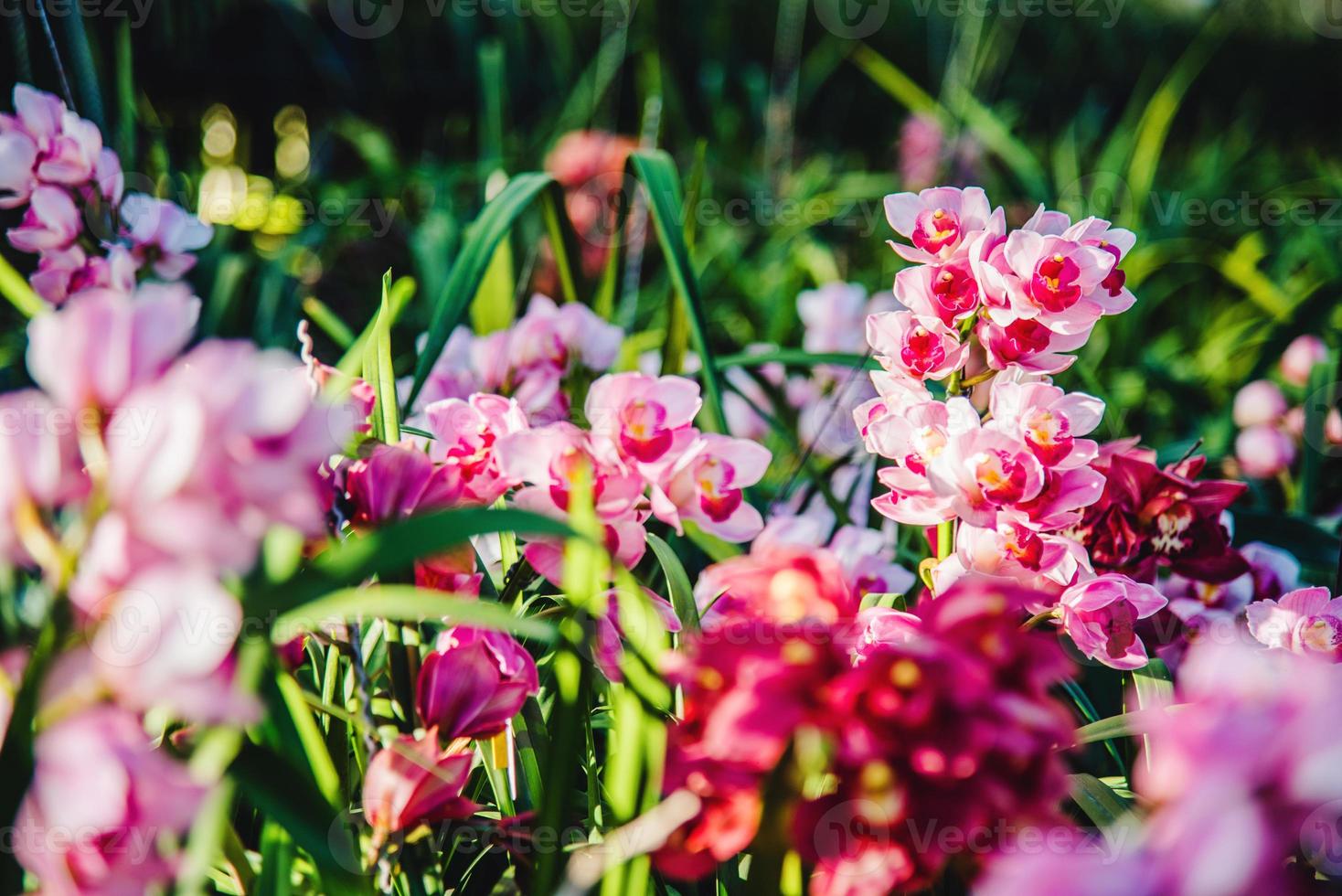 cymbidium orchid blomma i trädgården på vintern på chiangmai, vykort design cymbidium orchid. foto