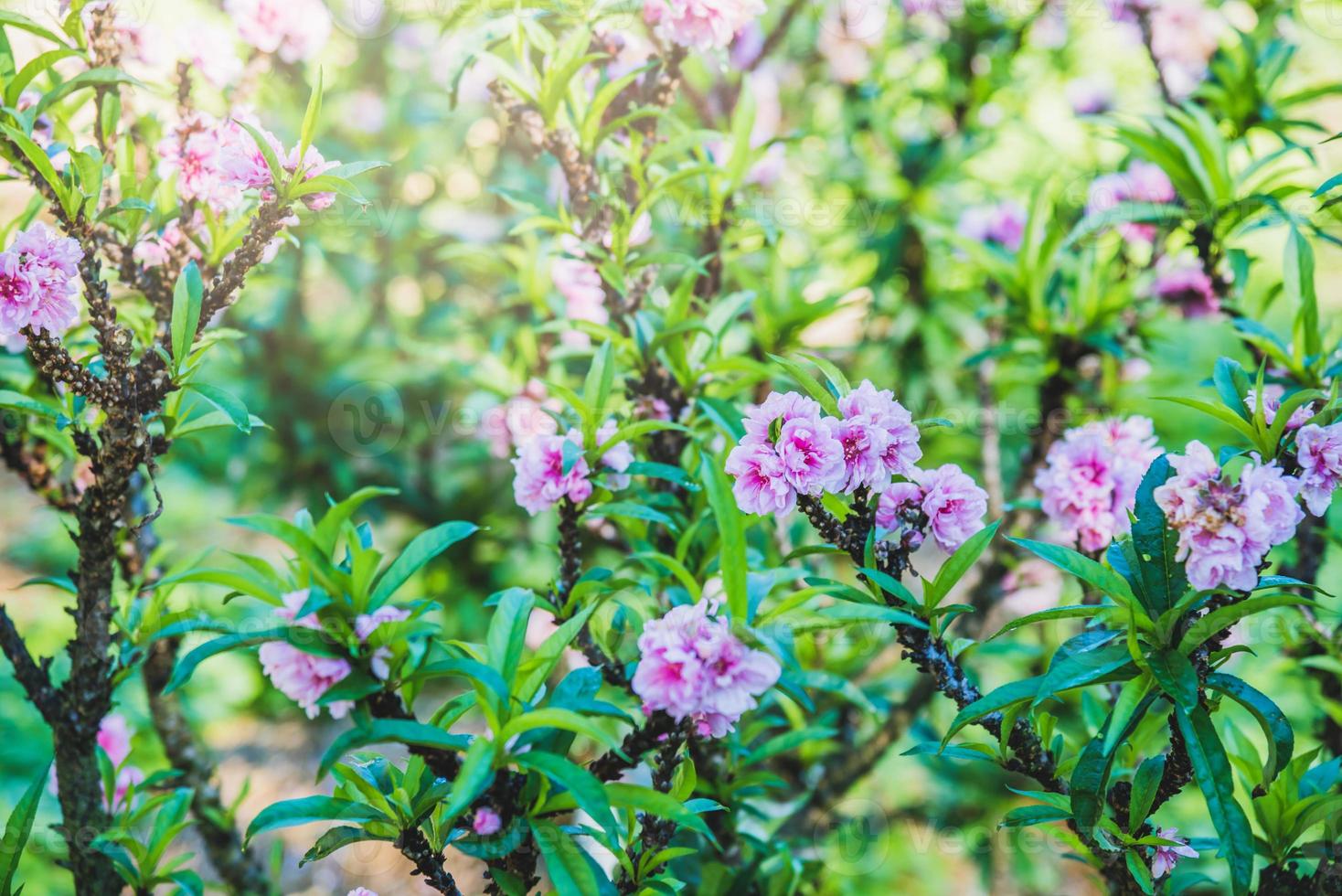 vackra rosa plommonblommor bakgrund blommig natur tapet körsbärsträdgård på våren blommar, sakura på vintern foto