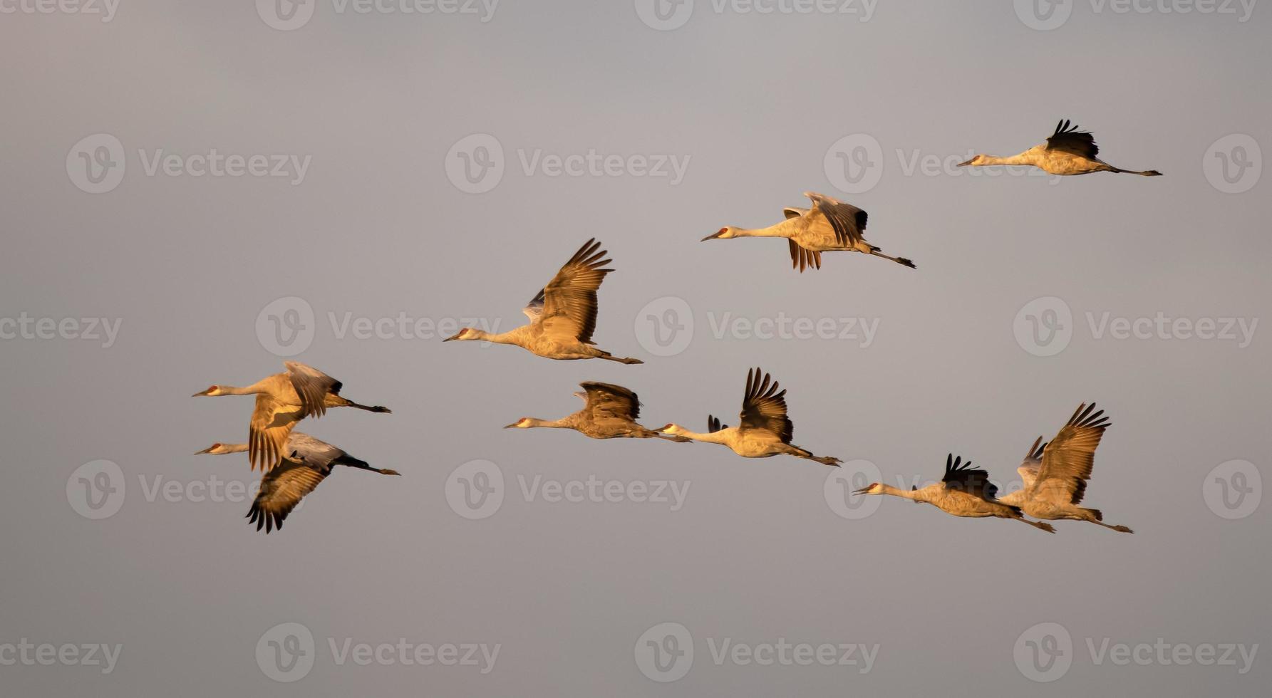 sandhill crane, cosumnes reserv foto