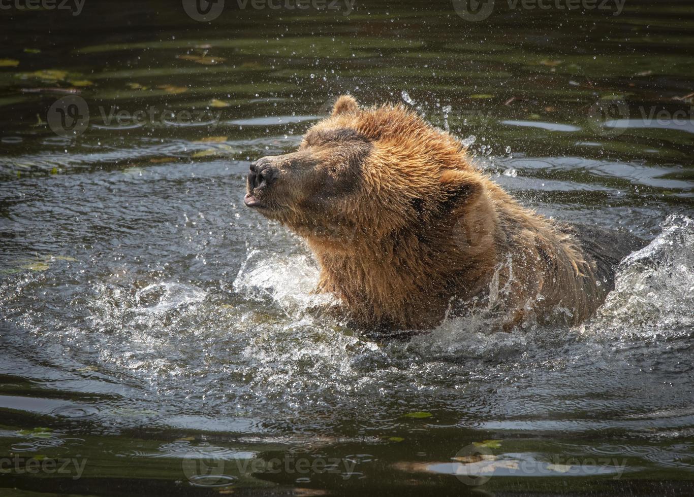 Fortress of the Bear Rescue Center, sitka, alaska foto