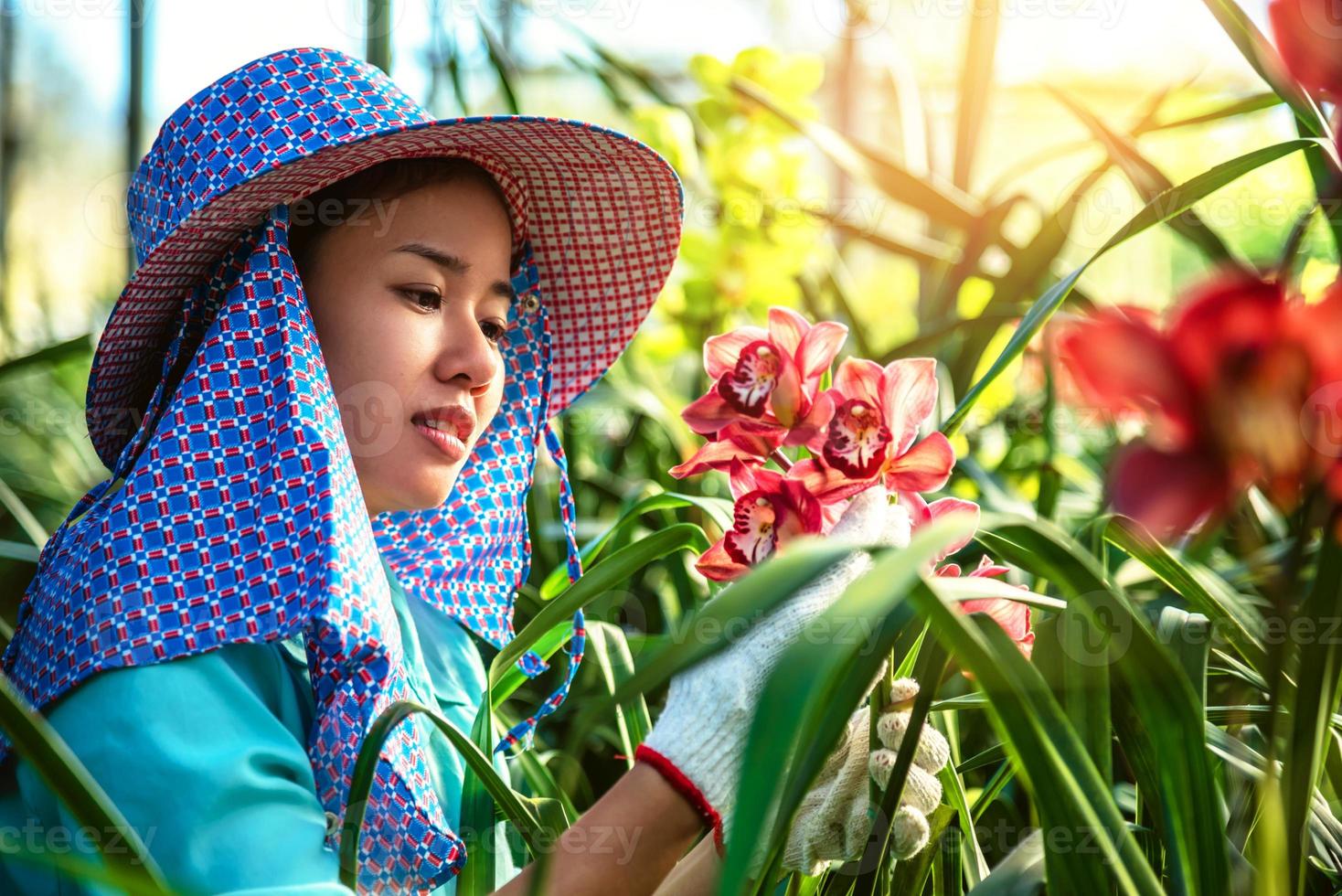 den unga kvinnan arbetaren tar hand om orkidéblomman i trädgården. cymbidium orkidé röd. foto