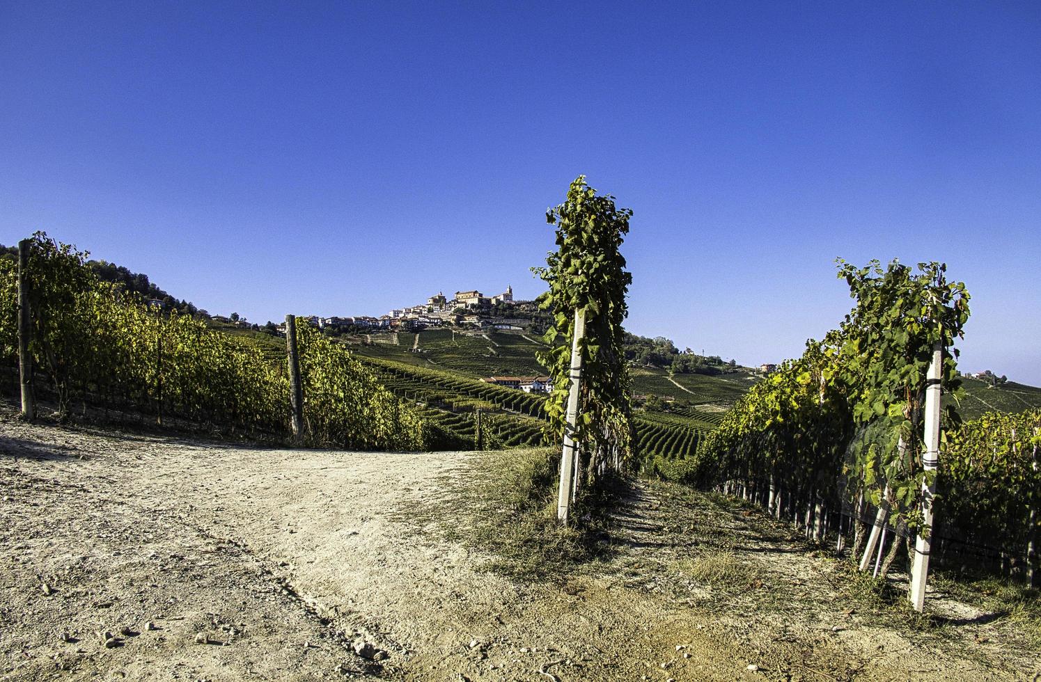 kullen la morra i den piemontesiska langhe på hösten under druvskörden foto