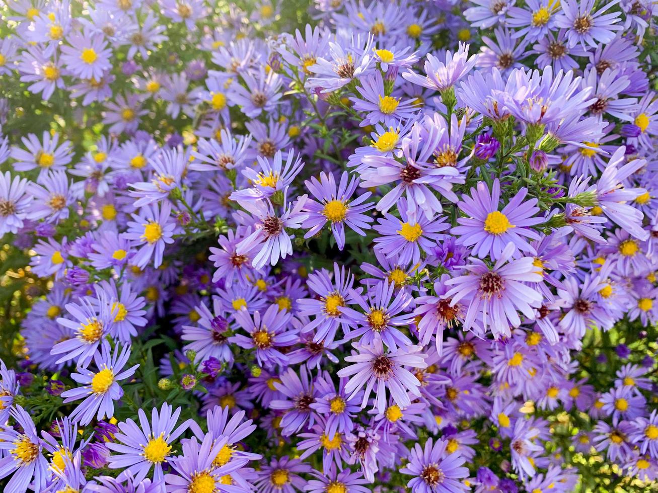 blommig bakgrund av lila höst perenna aster blommor. foto