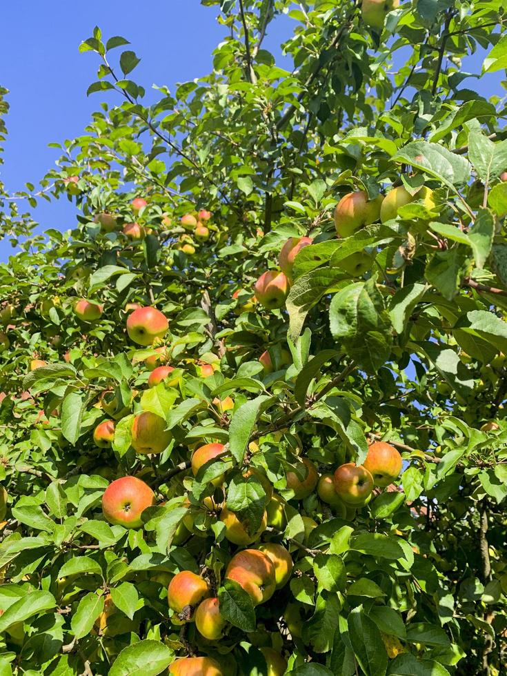 mogna söta saftiga frukter av äppelträd. foto