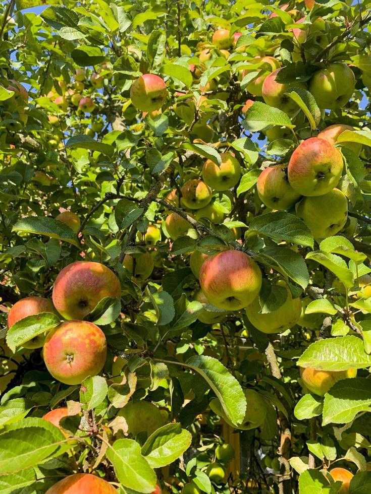 mogna söta saftiga frukter av äppelträd. foto