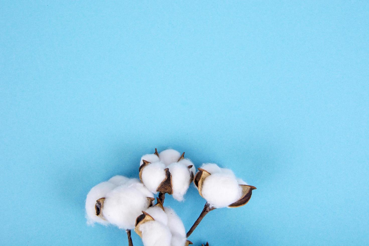 bomull blommor på blå bakgrund. naturligt foto