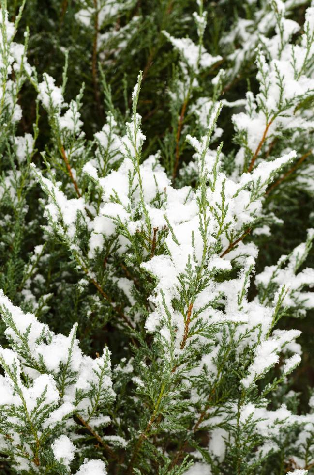 trädgårdsväxter, buskar, barrträd under snön på vintern foto