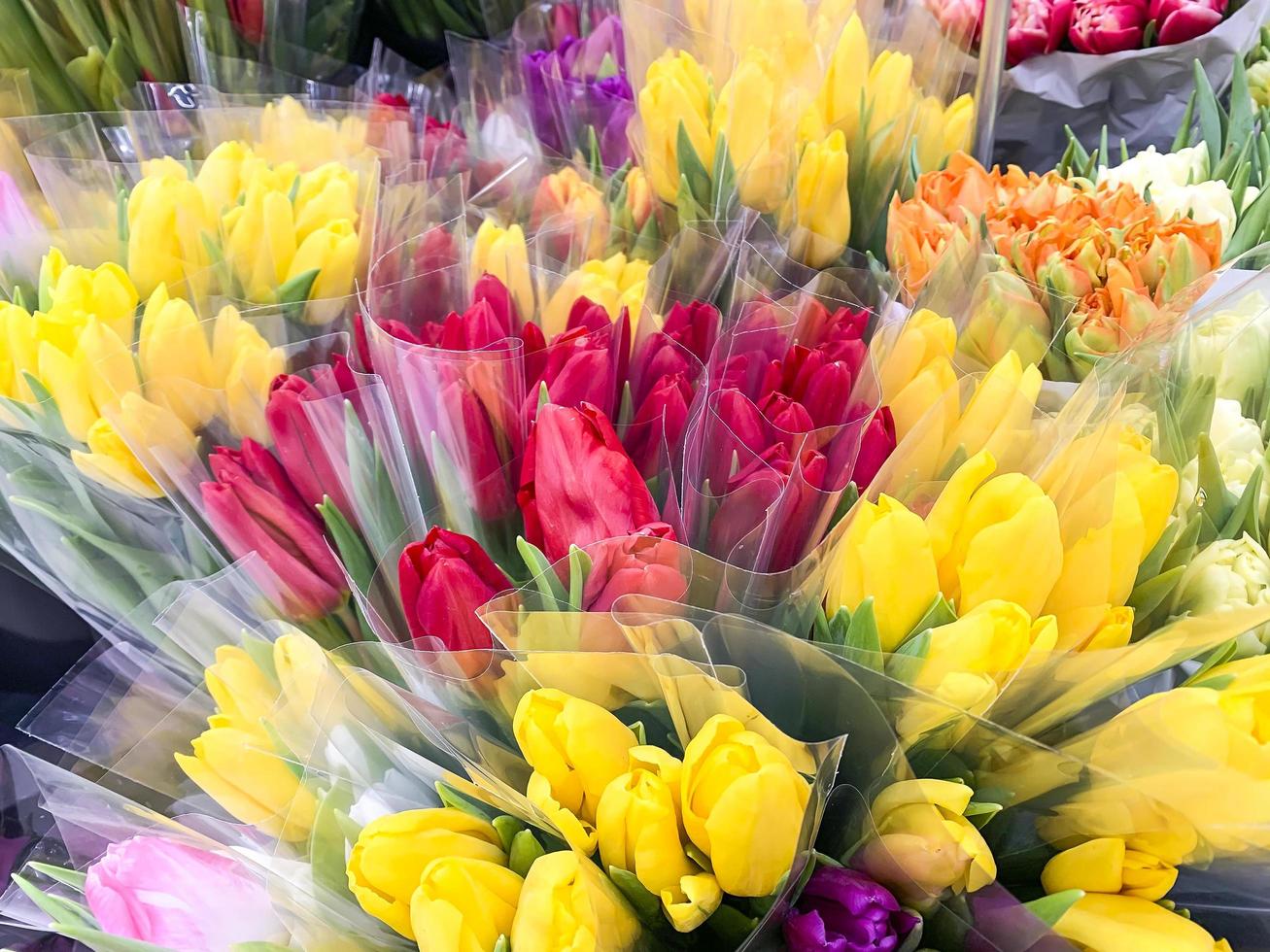 lyxiga buketter av flerfärgade tulpaner. vårblommor. gåvor. studiofoto foto