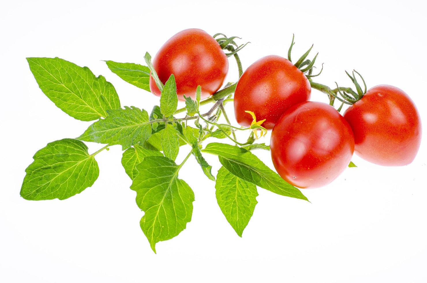 mogna röda tomater med grenar och löv på vit bakgrund närbild. studiofoto. foto