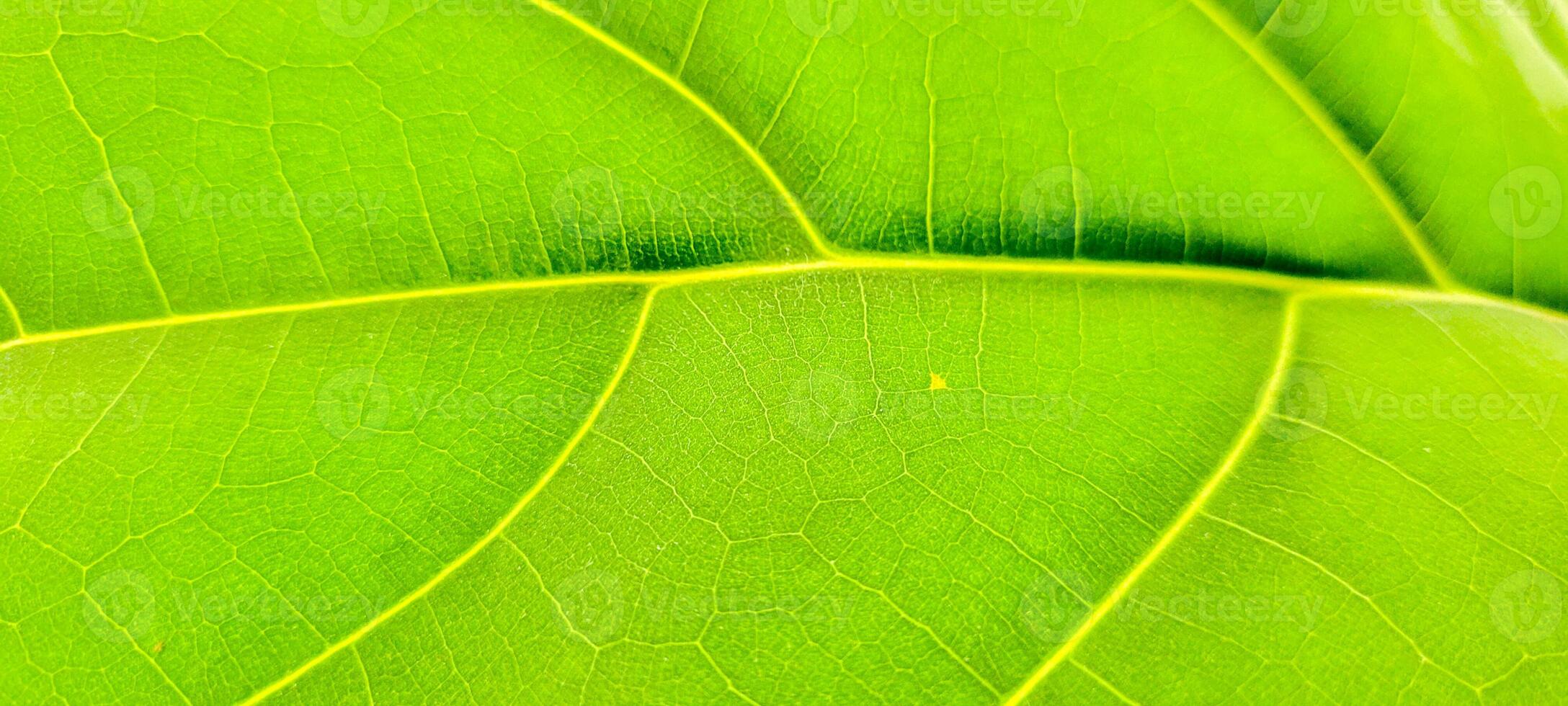 tropisk växt med grön löv foto