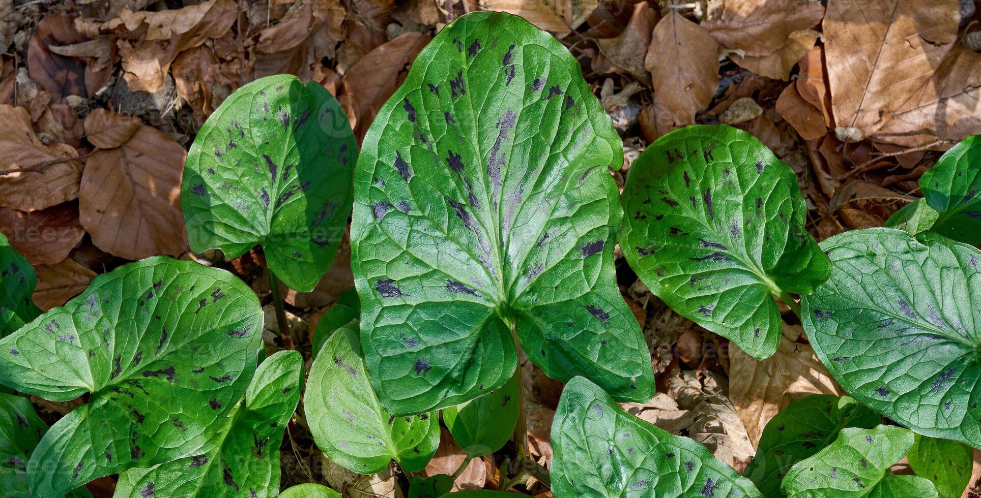 fick syn på löv av gök halvliter resp.arum maculatum, rheinland, tyskland foto