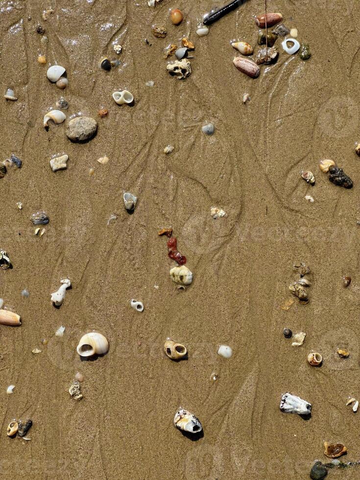 en detaljerad topp se av olika snäckskal och stenar spridd på våt sand, fångande de väsen av strandjutning foto