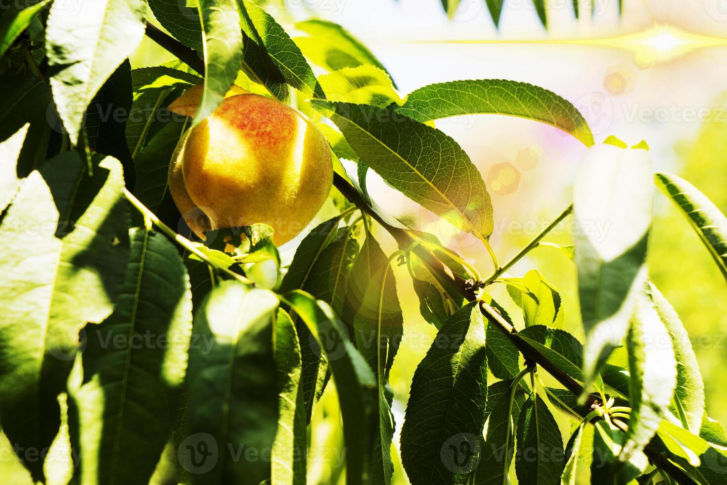 mogning på de träd under de Sol ljuv persikor foto