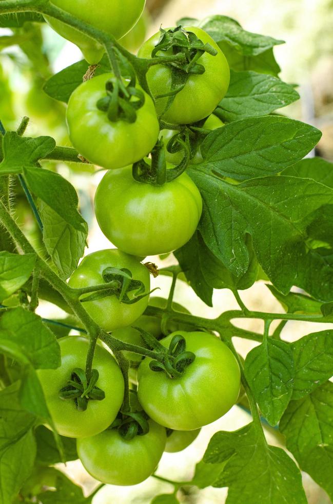 gröna omogna tomater växer på buskar i växthuset. studiofoto foto