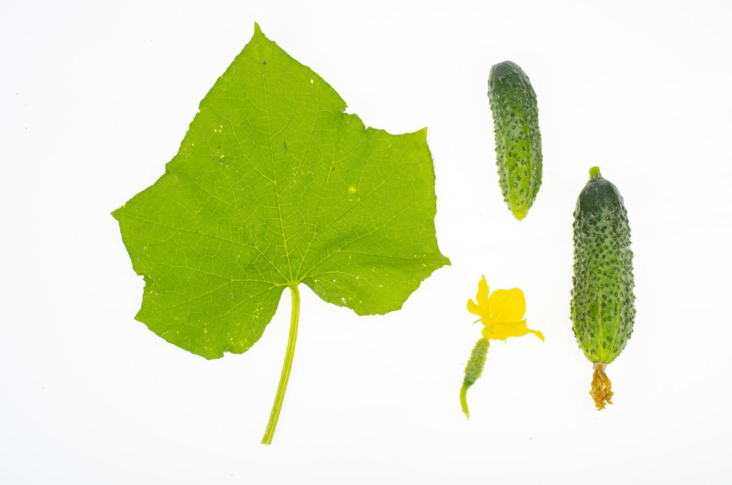 gröna blad och frukt av färsk gurka isolerad på vit bakgrund. studiofoto foto