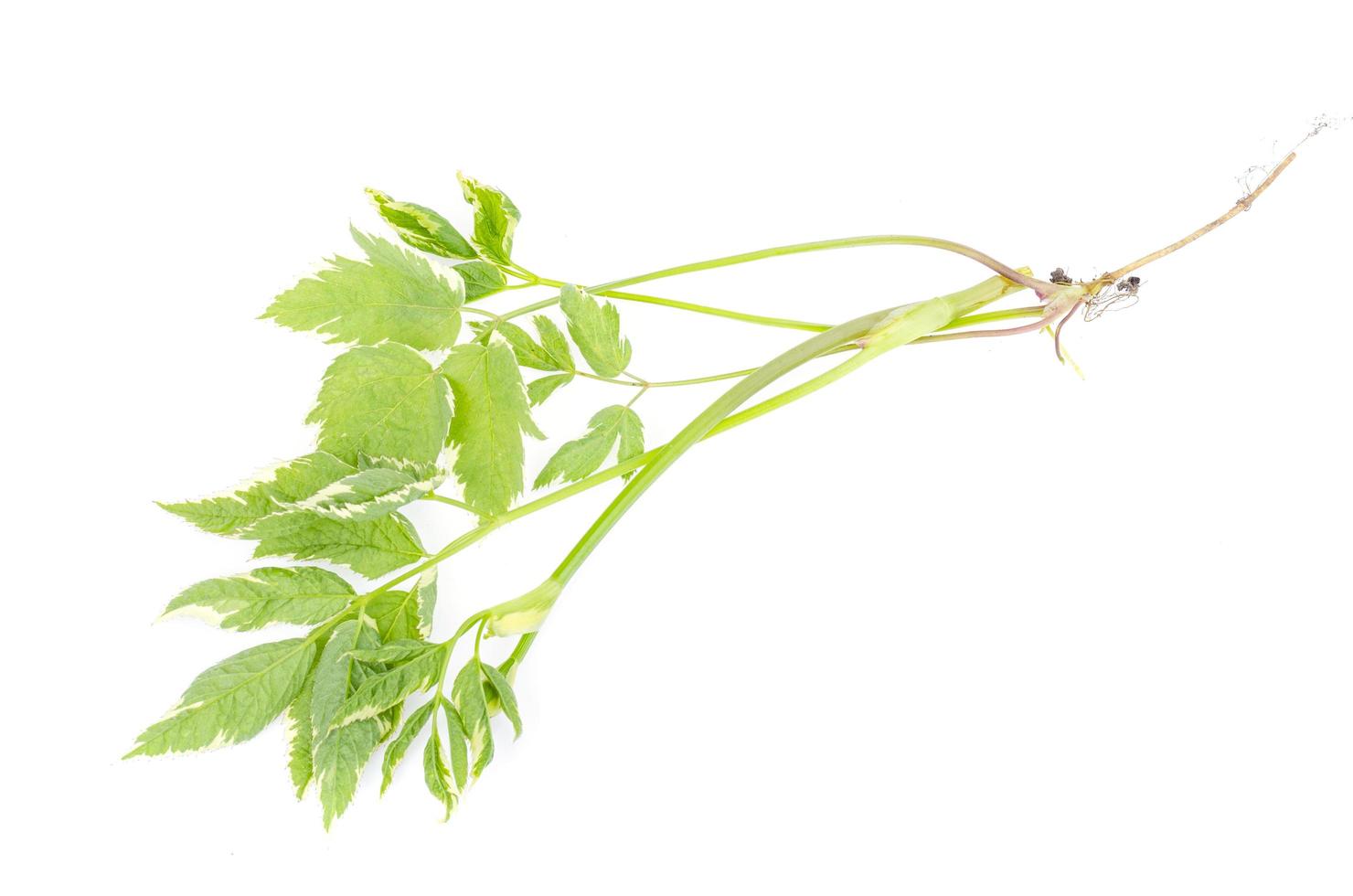 flerårig ogräs aegopodium med brokiga blad. studiofoto foto