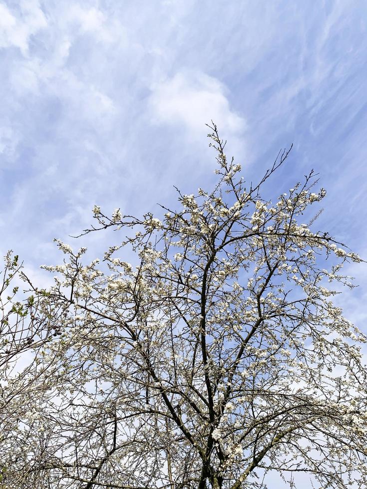 grenar av fruktträd som blommar med vita fina blommor. foto