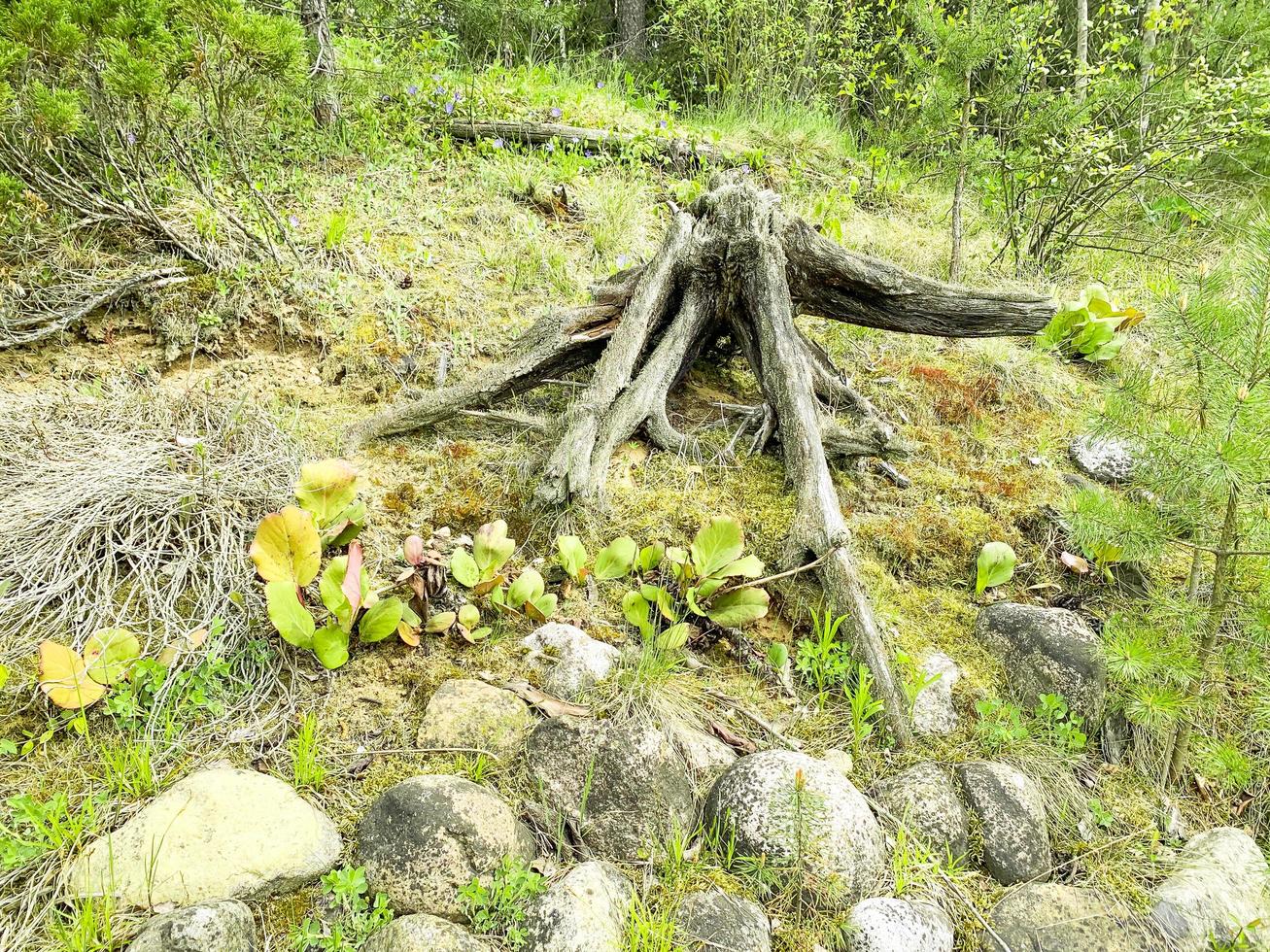 gammalt ruttet drivved, stubbe i skogen foto