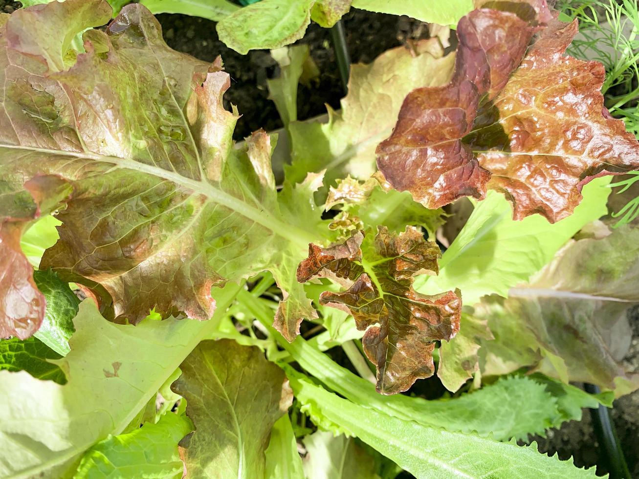 färgglada blad av sallad som växer i marken i trädgården foto