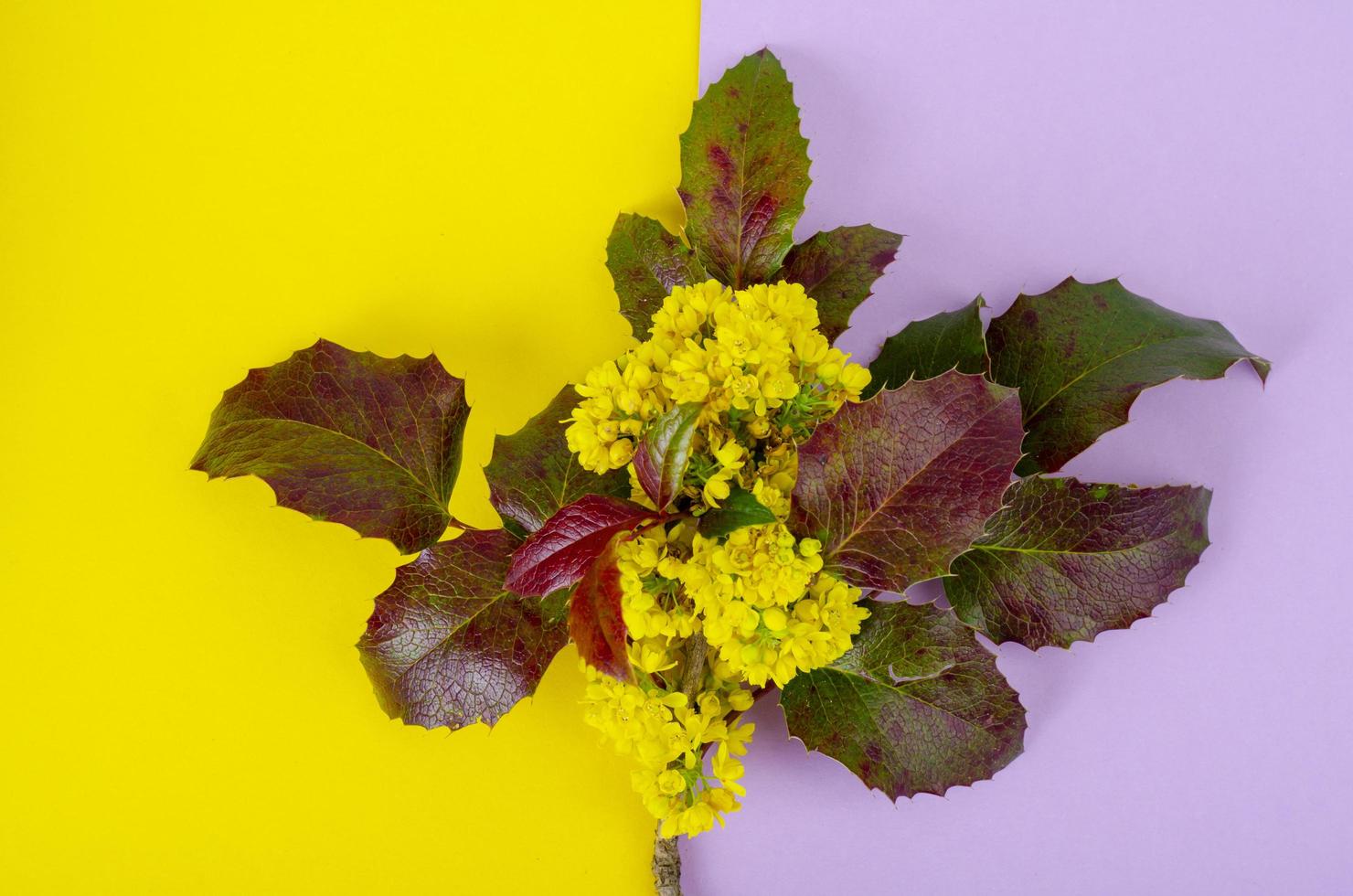 gren av mahonia aquifolium som blommar i gula blommor foto