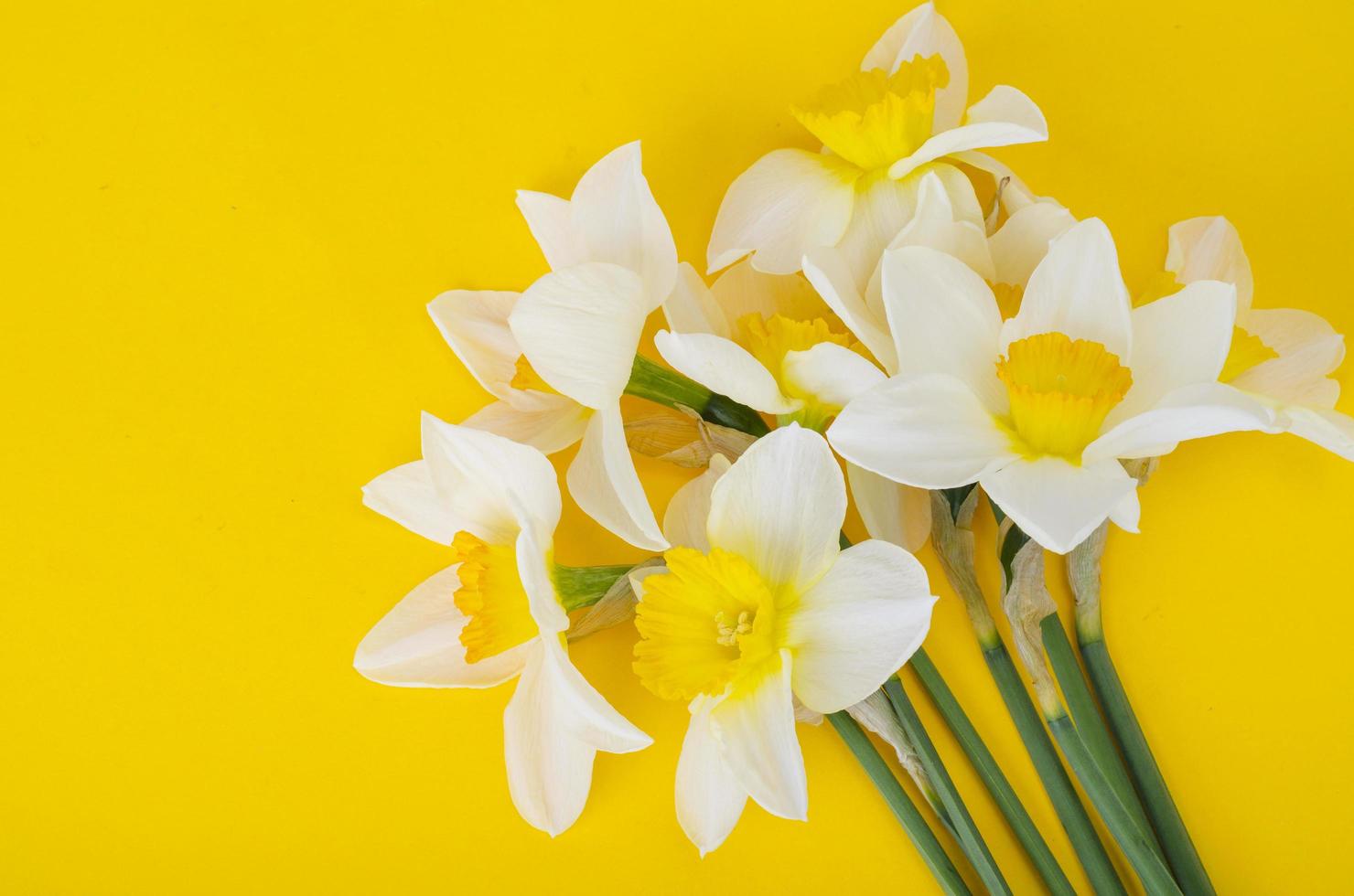 bleka ljusa blommor av påskliljor på ljusgul bakgrund foto