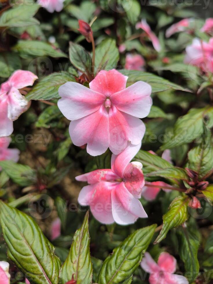 impatiens hawkeri blommor är blomning i de trädgård, har ljus Färg foto