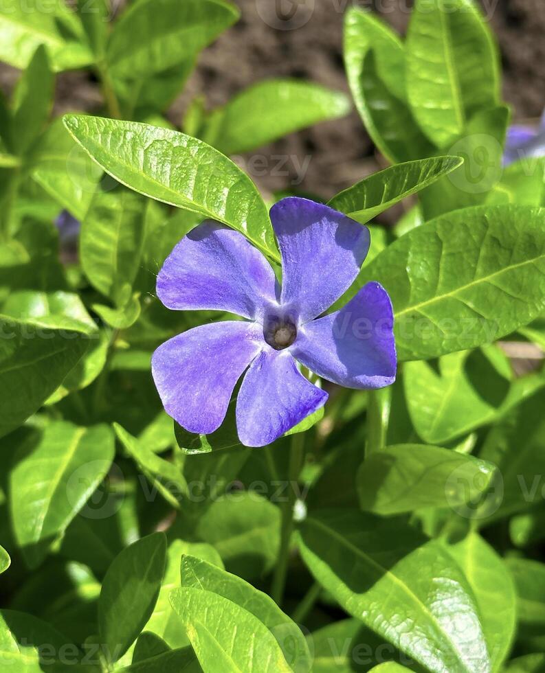 levande blå lin blommor med delikat kronblad och ljus gul centra, i en naturlig trädgård miljö foto