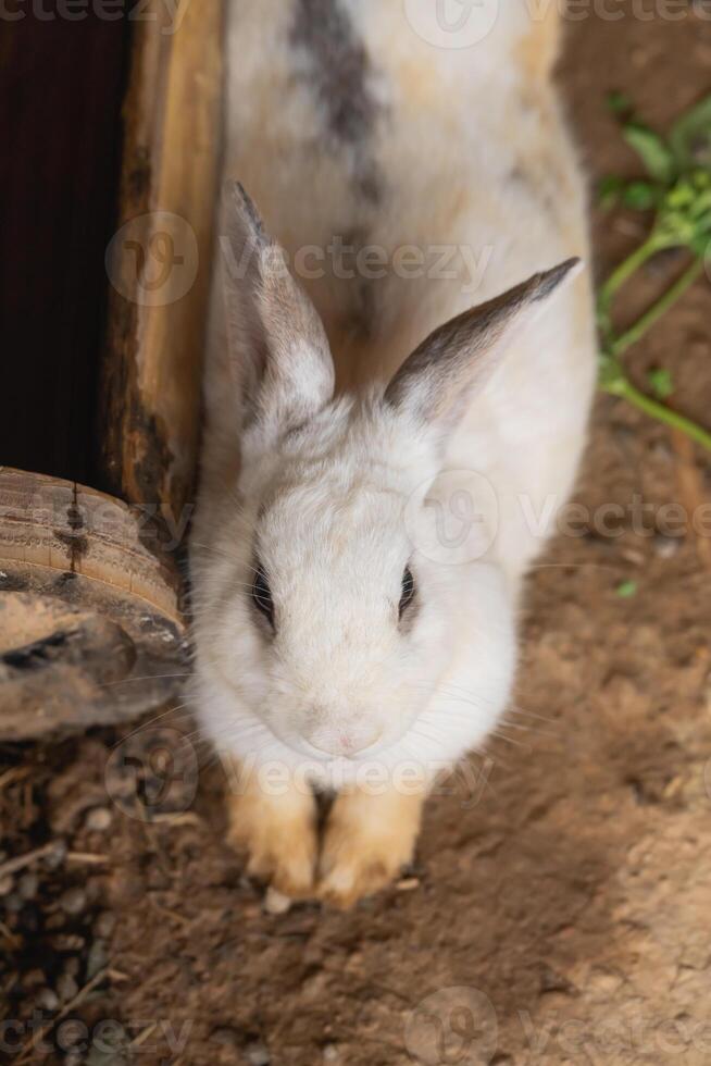 en vit kanin är stående på en smuts jord. de kanin är ser på de kamera foto