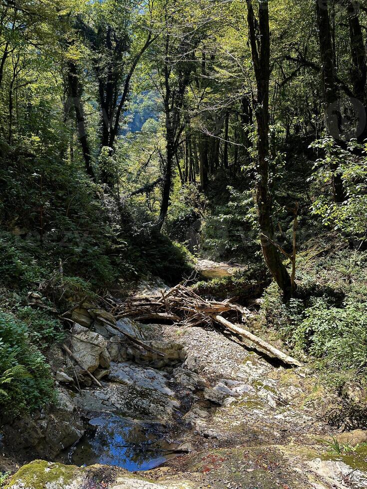 en lugn skog strömbädd med solbelyst träd, stenar, och fallen loggar fångar de väsen av oberörd natur foto