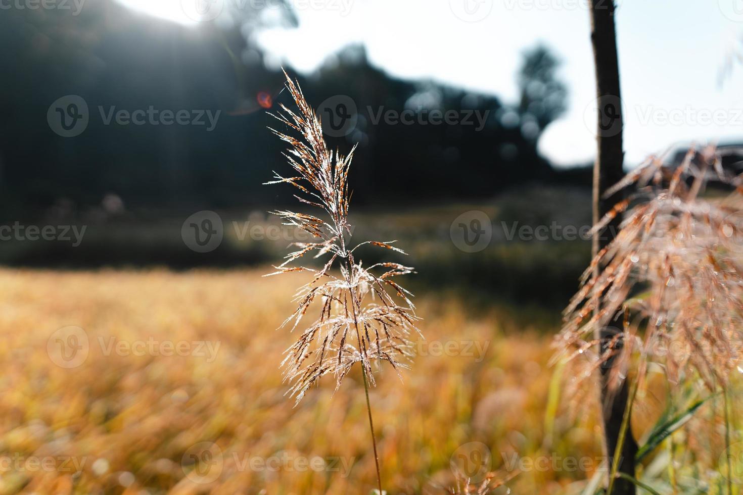 gyllene risfält på morgonen före skörd foto