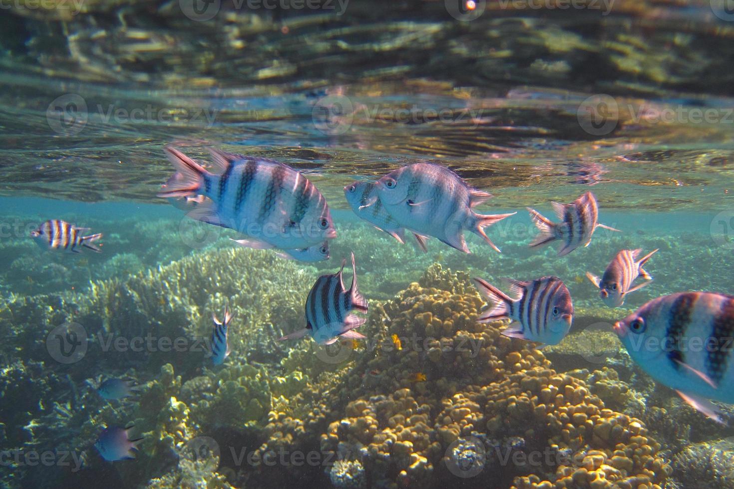 färgglada fiskar i havet foto