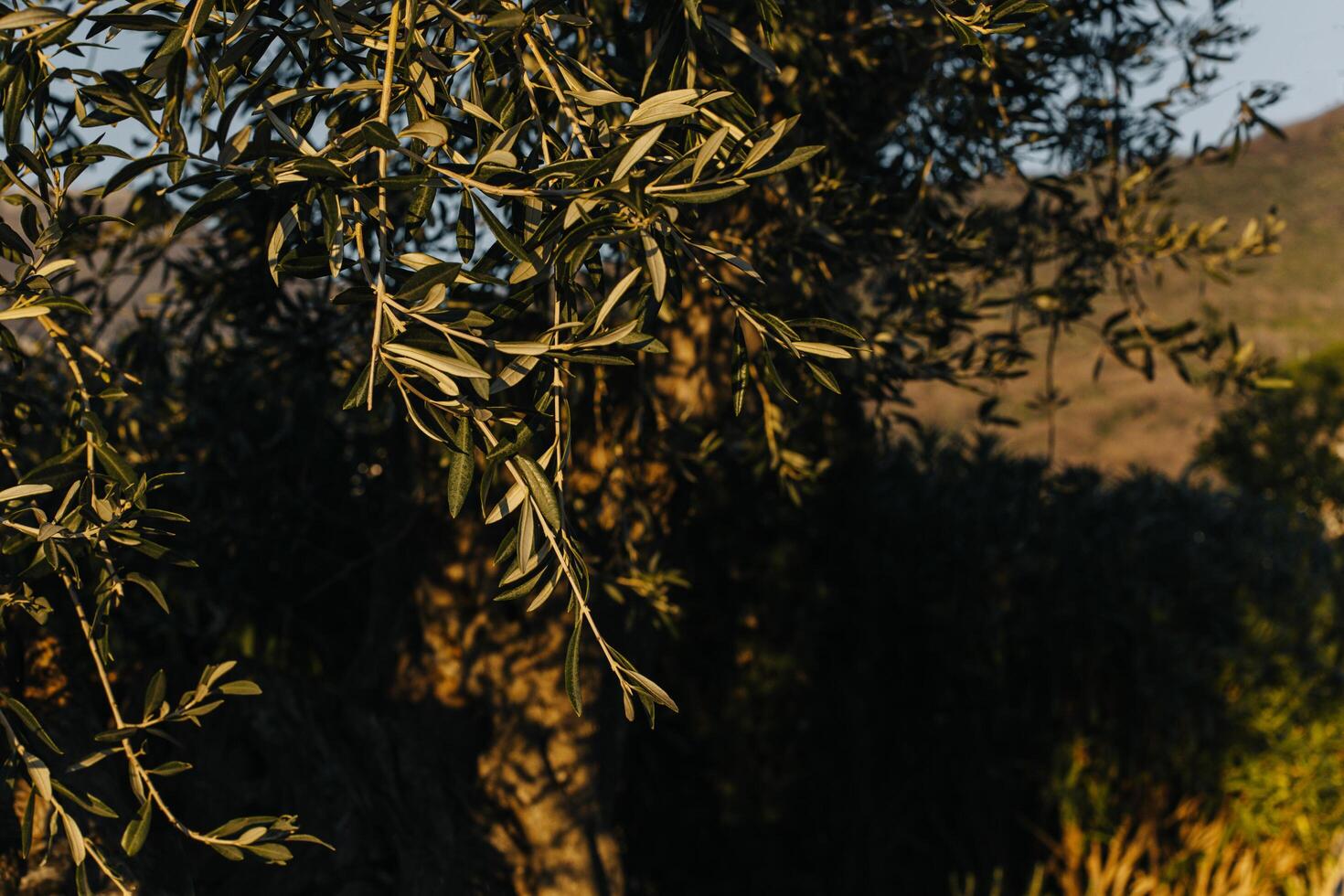färsk grenar av oliv träd i en trädgård på en solig dag. foto