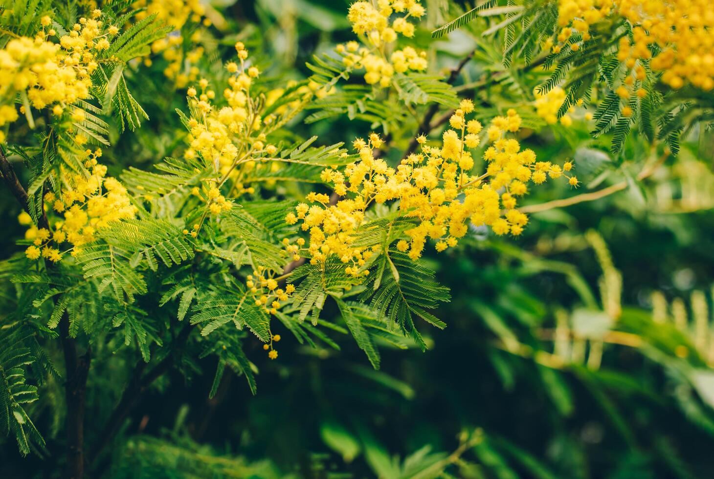 skön gul mimosa blommor i en vår trädgård. foto