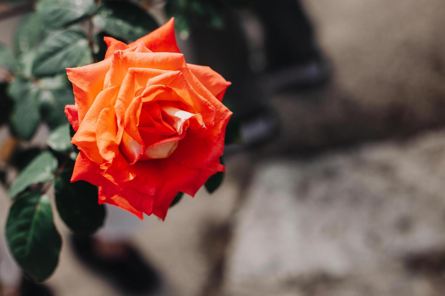 skön röd reste sig blomma i en vår trädgård. selektiv fokus. foto