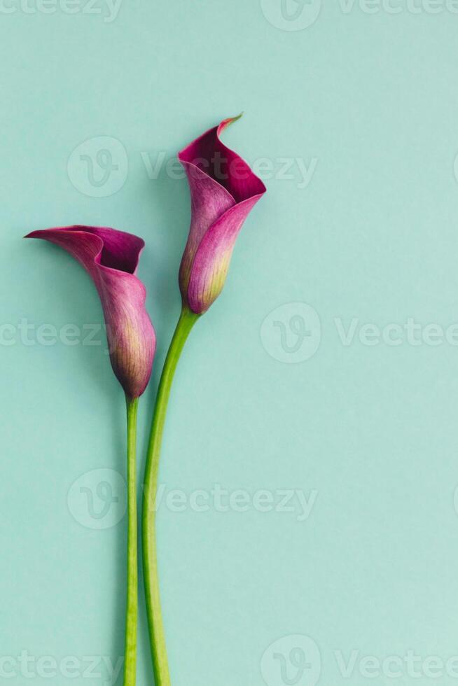 två skön violett calla liljor på turkos bakgrund. platt lägga. foto