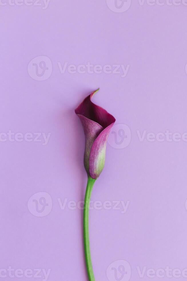 skön magenta calla lilja på pastell lila bakgrund. platt lägga. foto