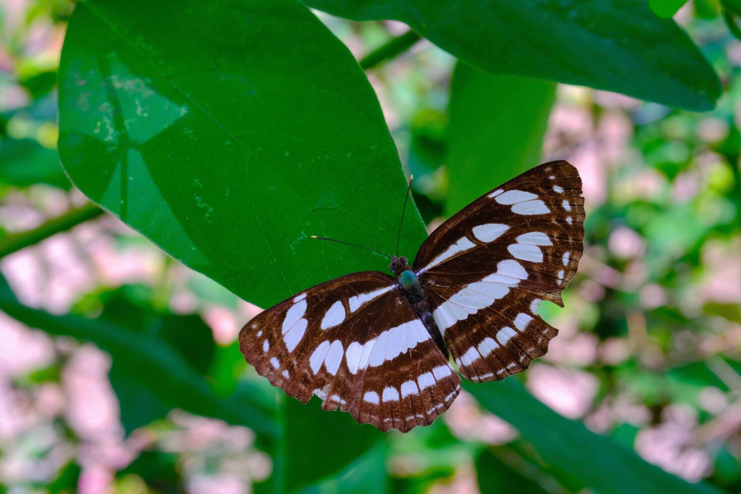 djur- fotografi. djur- närbild. makro Foto av svart och vit mönstrad fjäril eller neptis hylas, uppflugen på en grön blad. bandung - Indonesien, Asien